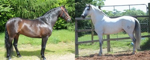 Andalusians For Sale - Millpark Andalusian Stud, Leicester, UK